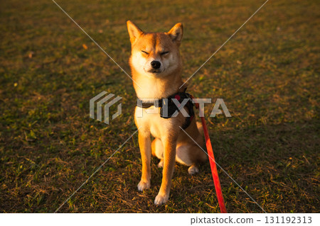 Squinting Shiba Inu 131192313