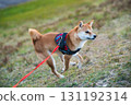 Shiba Inu Charging Uphill 131192314