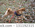 Shiba Inu Running on Leaf Carpet 131192315