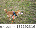 Shiba Inu with Toy in Mouth 131192316