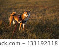 Shiba Inu in Dry Grass Field 131192318