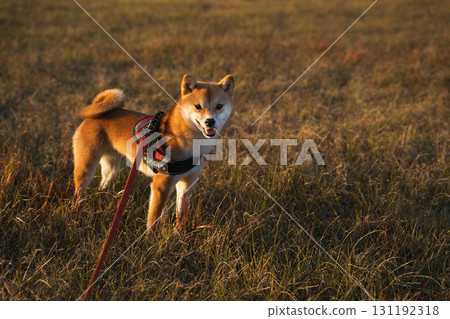 Shiba Inu in Dry Grass Field 131192318