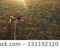 Shiba Inu in Sunset Rays 131192320