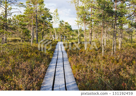 Wooden Boardwalk Through Pristine Bog Landscape Wooden Boardwalk Through Pristine Bog Landscape 131192459