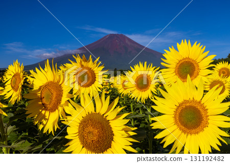 A sunflower field in full bloom at Hana no Miyako Park in Yamanakako Village, Minamitsuru District, Yamanashi Prefecture. Close-up of sunflowers and Mount Fuji against the blue sky. 131192482
