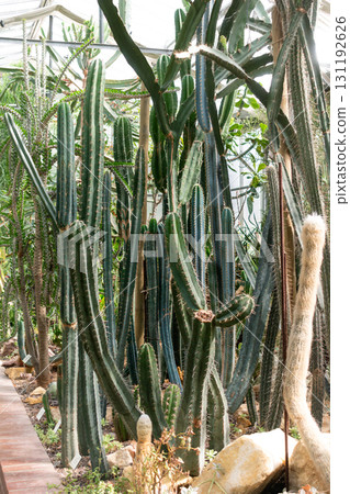 Cactus in a greenhouse in a botanical garden Cactus in a greenhouse in a botanical garden 131192626