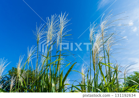 Autumn Japanese silver grass ears 131192634