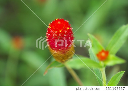 紅千日紅的特寫 131192637