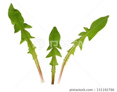 Set of green leaves of dandelion flowers s isolated on white Set of green leaves of dandelion flowers s isolated on white 131192786