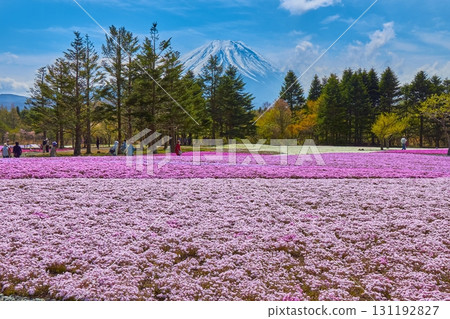 Moss phlox and Mount Fuji in Motosu, Fujikawaguchiko Town, Yamanashi Prefecture Moss phlox and Mount Fuji in Motosu, Fujikawaguchiko Town, Yamanashi Prefecture 131192827