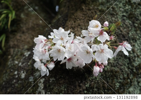 Cherry Blossoms	 131192898