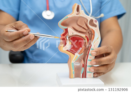 Asian doctor with nasal oral throat cavity neck human anatomy model for study diagnosis and treatment in hospital. 131192906