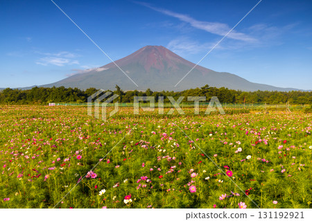 山梨縣南都留郡山中湖村山中花宮湖公園的波斯菊田，背景是富士山拔地而起 131192921