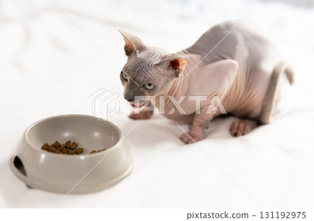 Eight-month-old Canadian Sphynx kitten sits on soft blanket next to feeding bowl. 131192975