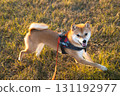 Joyful Shiba Inu in Motion 131192977