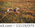 Shiba Inu in Golden Meadow 131192979
