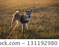 Shiba Inu in a Golden Meadow 131192980