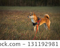 Shiba Inu Poised in Quietude 131192981