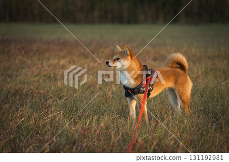 Shiba Inu Poised in Quietude 131192981