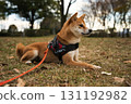 Shiba Inu on Autumn-Hued Ground 131192982