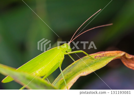 A grasshopper hiding in the grass A grasshopper hiding in the grass 131193081