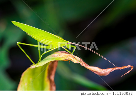 一隻蚱蜢躲在草叢裡 131193082