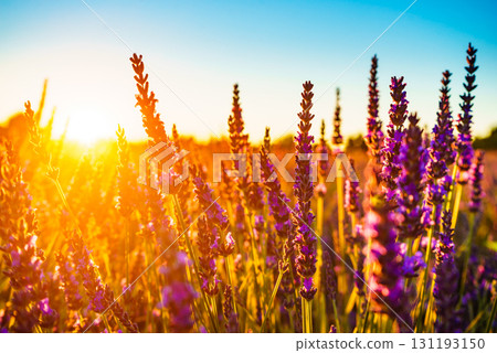 Lavender field at sunset light 131193150