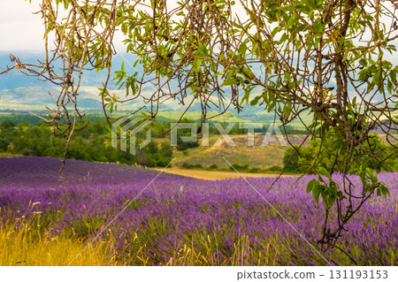 Olive trees and lavender fields, Provence in France Olive trees and lavender fields, Provence in France 131193153