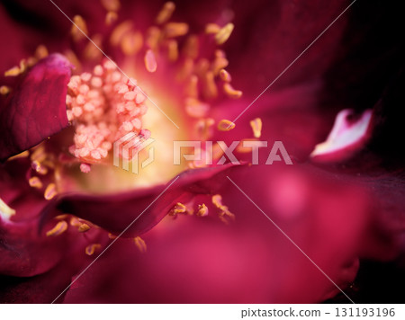 Red rose "Oklahoma" bloomed in October Red rose "Oklahoma" bloomed in October 131193196