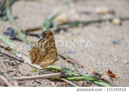 Water absorption behavior of comma Water absorption behavior of comma 131193510