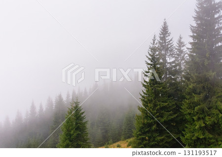 coniferous forest in fog. nature background on cold autumn morning. natural environment with evergreen woods on a hill in mist 131193517