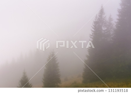 coniferous forest in fog. nature background on cold autumn morning. mysterious scenery with silhouettes of trees coniferous forest in fog. nature background on cold autumn morning. mysterious scenery with silhouettes of trees 131193518