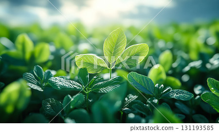Leafy green field with a single leaf in the middle 131193585