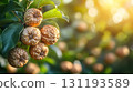Bunch of dried fruit hanging from a tree 131193589
