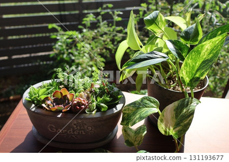 A pothos and succulents planted on a windowsill A pothos and succulents planted on a windowsill 131193677