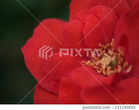 十月盛開的美麗紅玫瑰“Grußen Bayern” 131193692