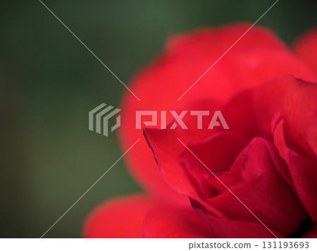 十月盛開的美麗紅玫瑰“Grußen Bayern” 131193693