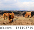 Aso's Red Cattle: Grassland after field burning (Kumamoto Prefecture) 131193719