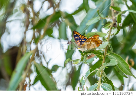 Purple butterfly resting on a leaf 131193724