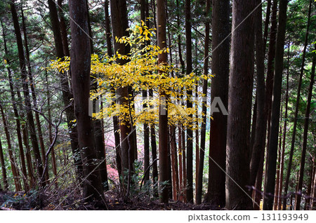Butsugayama in Tanzawa, Autumn foliage forest, Yellow Kuromoji 131193949
