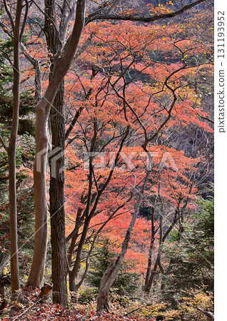 丹澤佛加山、宮瀨峠路線、紅葉森林 131193952