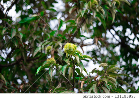 Edible chestnuts on young chestnut tree on plantation, with shell 131193953