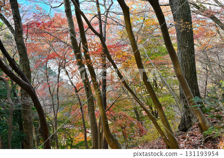 丹澤佛加山、宮瀨峠路線、紅葉森林 131193954