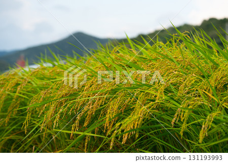 Rice. A large area of rice seedlings growing in the fields of Korea. Rice. A large area of rice seedlings growing in the fields of Korea. 131193993