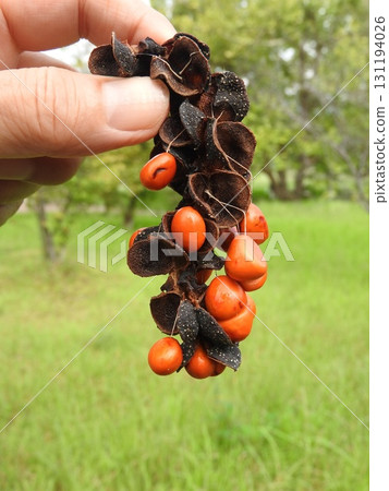 Ripe Magnolia fruit: Seeds exposed from the outer skin Ripe Magnolia fruit: Seeds exposed from the outer skin 131194026
