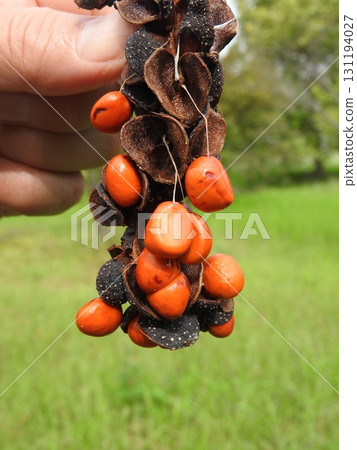 成熟的木蘭果實：種子從外皮露出 131194027