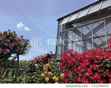 Keisei Rose Garden under the blue sky 131194039