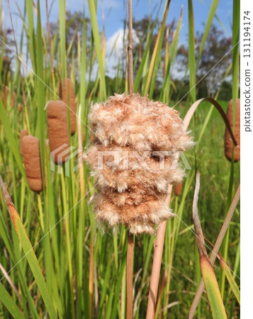 Cattail spike: A fluffy, sausage-shaped flower spike just before it bursts and is blown away by the wind. Cattail spike: A fluffy, sausage-shaped flower spike just before it bursts and is blown away by the wind. 131194174