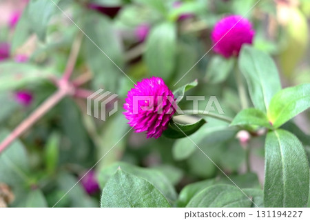 Vivid purple Globe amaranth flower. Vivid purple Globe amaranth flower. 131194227