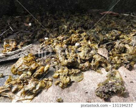 星光水母,一種生命力和繁殖力極強的陸生藍藻 星光水母,一種生命力和繁殖力極強的陸生藍藻 131194237